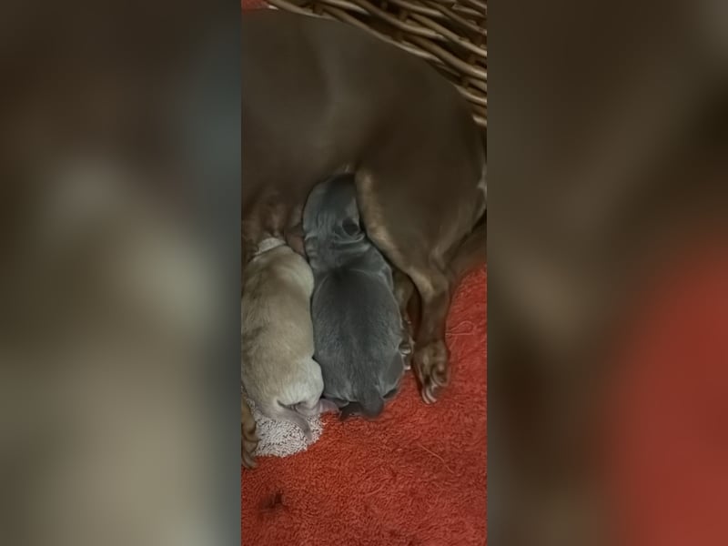 Deckrüde Chihuahua