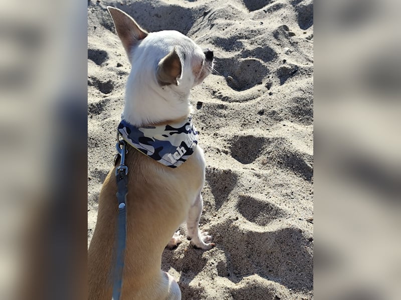 Deckrüde Chihuahua