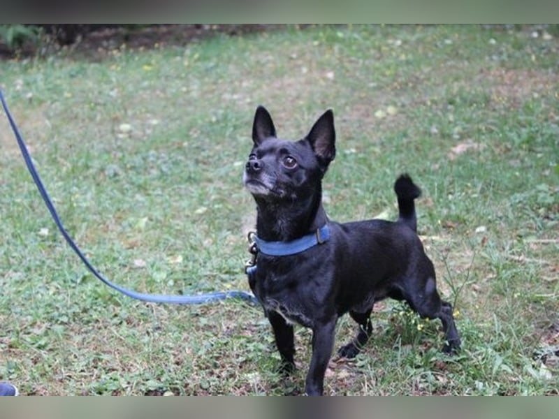 Knirps,Chihuahua-Pinscher-Mix, geb. 2021, sucht ruhiges und strukturiertes Zuhause