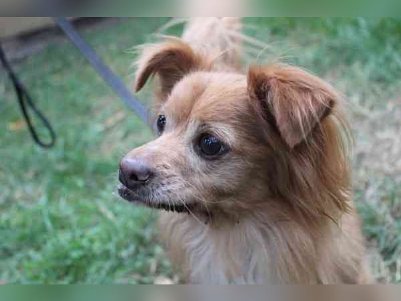 Yuki, Papillon-Chihuahua, geb. 2016, hat es faustdick hinter den plüschigen Ohren u. ist eine kleine