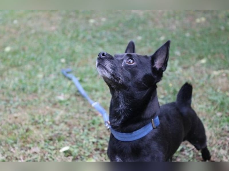 Knirps,Chihuahua-Pinscher-Mix, geb. 2021, sucht ruhiges und strukturiertes Zuhause