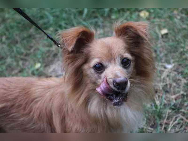 Yuki, Papillon-Chihuahua, geb. 2016, hat es faustdick hinter den plüschigen Ohren u. ist eine kleine