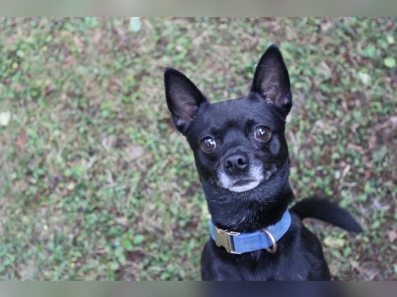 Knirps,Chihuahua-Pinscher-Mix, geb. 2021, sucht ruhiges und strukturiertes Zuhause