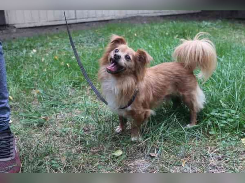 Yuki, Papillon-Chihuahua, geb. 2016, hat es faustdick hinter den plüschigen Ohren u. ist eine kleine