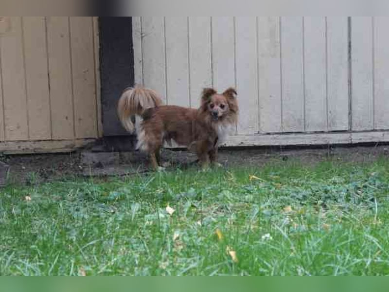 Yuki, Papillon-Chihuahua, geb. 2016, hat es faustdick hinter den plüschigen Ohren u. ist eine kleine