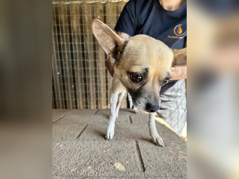 Ribizli PP – kleine Chihuahua-Hündin sucht ihr erstes echtes Zuhause 