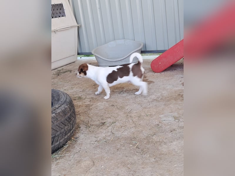 Borisz PP – kleiner Chihuahua- Welpe sucht sein erstes echtes Zuhause