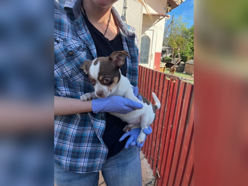 Borisz PP – kleiner Chihuahua- Welpe sucht sein erstes echtes Zuhause 