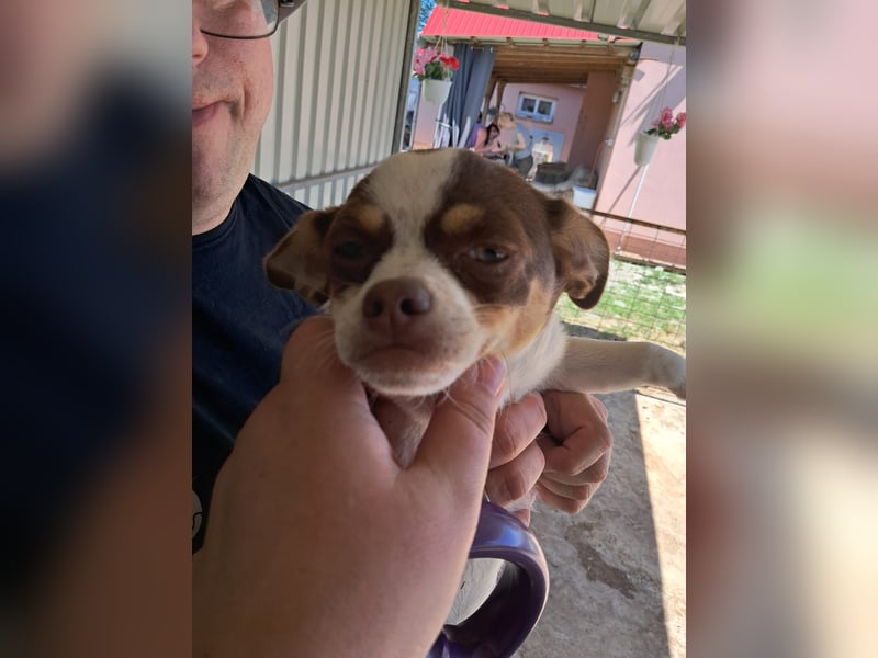 Borisz PP – kleiner Chihuahua- Welpe sucht sein erstes echtes Zuhause