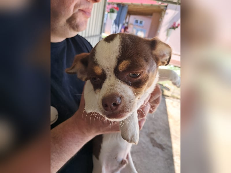 Borisz PP – kleiner Chihuahua- Welpe sucht sein erstes echtes Zuhause