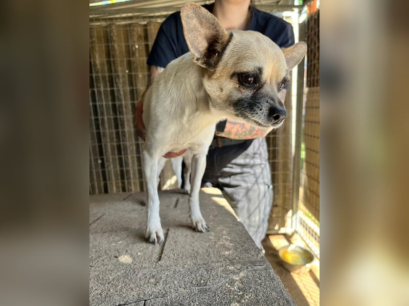 Ribizli PP – kleine Chihuahua-Hündin sucht ihr erstes echtes Zuhause 