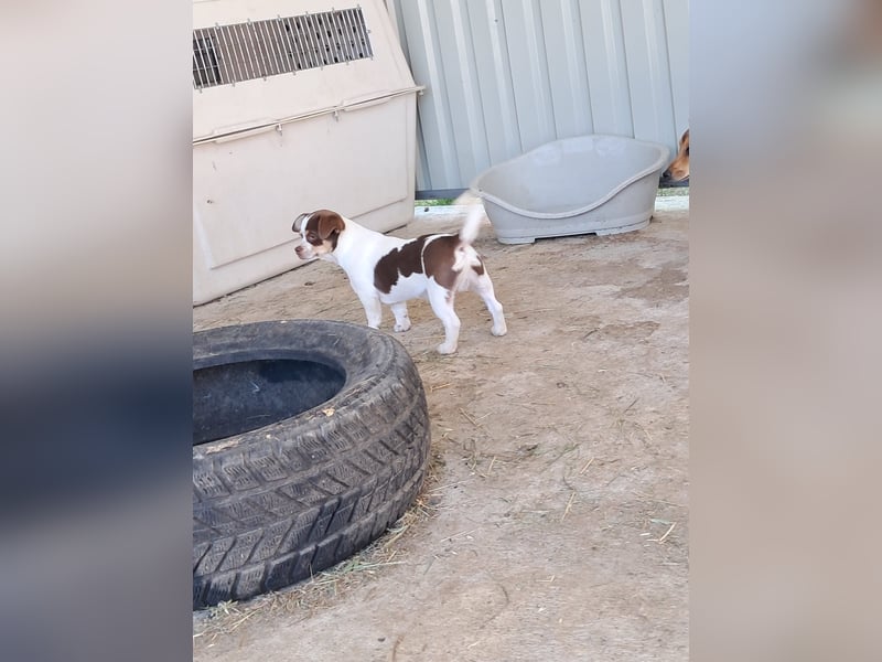 Borisz PP – kleiner Chihuahua- Welpe sucht sein erstes echtes Zuhause