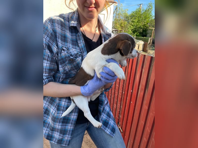 Borisz PP – kleiner Chihuahua- Welpe sucht sein erstes echtes Zuhause 