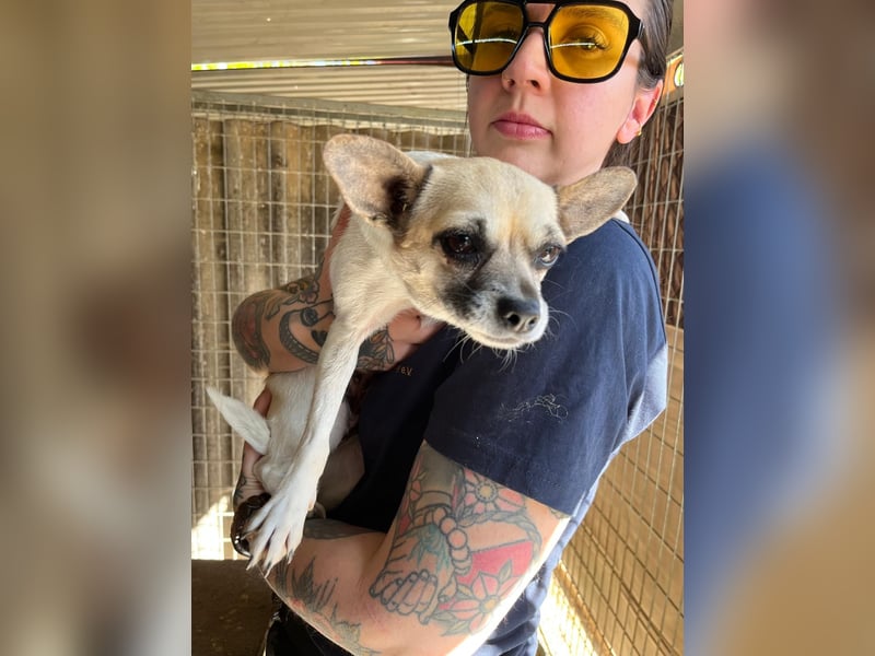 Ribizli PP – kleine Chihuahua-Hündin sucht ihr erstes echtes Zuhause 