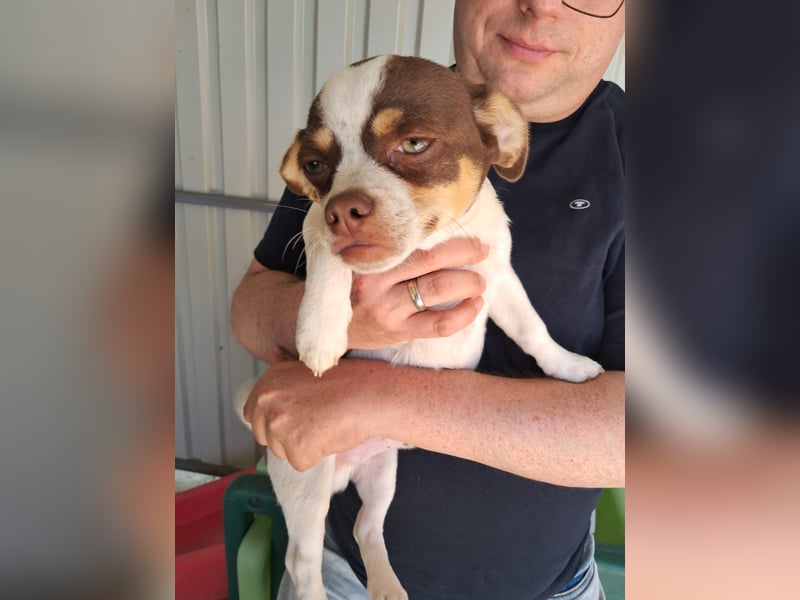 Borisz PP – kleiner Chihuahua- Welpe sucht sein erstes echtes Zuhause