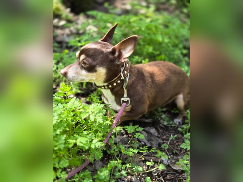 Kleiner Mexy sucht großes Glück ❤️