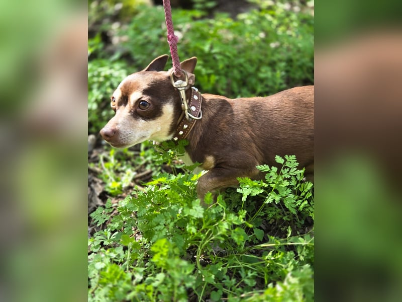 Kleiner Mexy sucht großes Glück ❤️