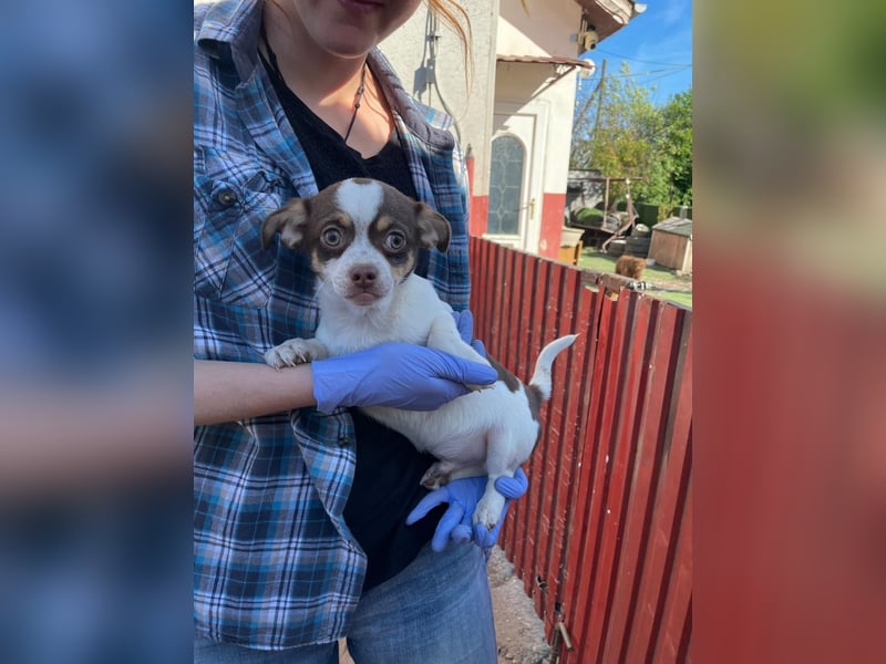 Borisz PP – kleiner Chihuahua- Welpe sucht sein erstes echtes Zuhause 