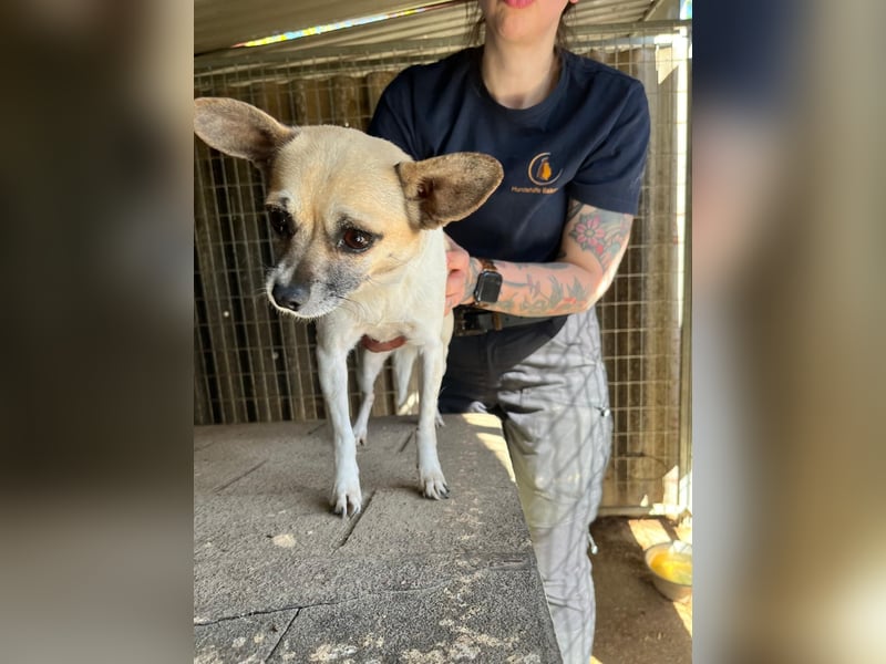 Ribizli PP – kleine Chihuahua-Hündin sucht ihr erstes echtes Zuhause 