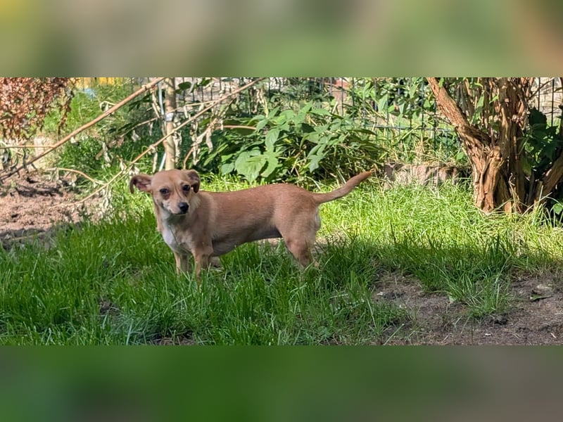 Pimpa, geboren 01.06.2025, 22cm sucht ihr Zuhause (Pflegestelle Deutschland)