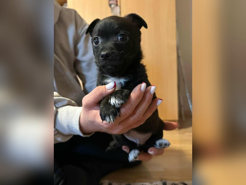 Odin, geboren 13.10.2025, 15cm sucht sein Körbchen