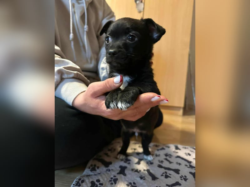 Odin, geboren 13.10.2025, 15cm sucht sein Körbchen