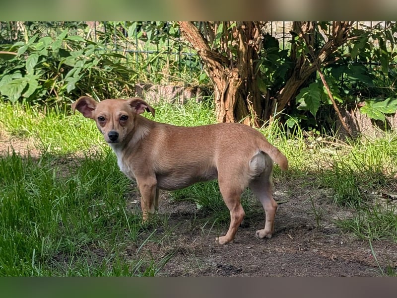 Pimpa, geboren 01.06.2025, 22cm sucht ihr Zuhause (Pflegestelle Deutschland)