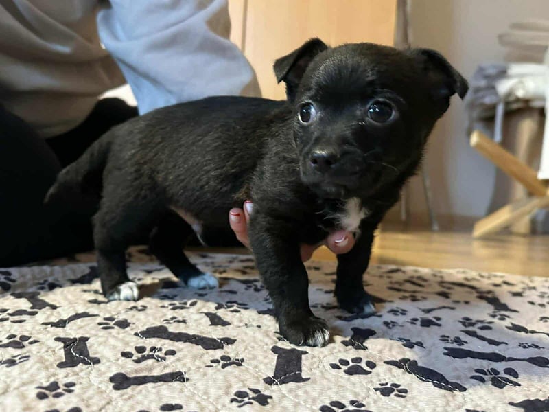 Odin, geboren 13.10.2025, 15cm sucht sein Körbchen