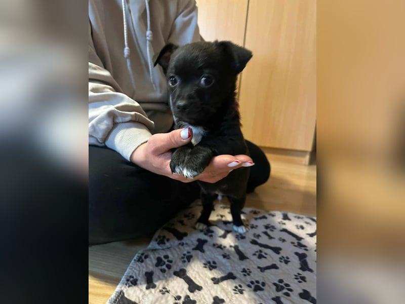 Odin, geboren 13.10.2025, 15cm sucht sein Körbchen