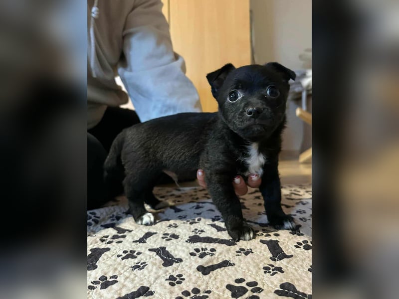 Odin, geboren 13.10.2025, 15cm sucht sein Körbchen