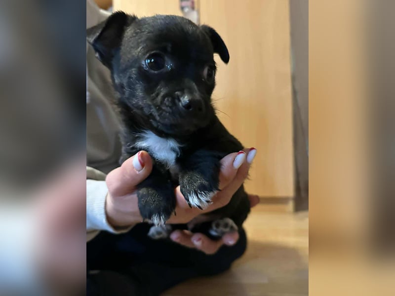 Odin, geboren 13.10.2025, 15cm sucht sein Körbchen