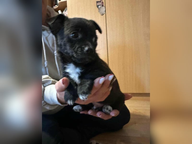 Odin, geboren 13.10.2025, 15cm sucht sein Körbchen