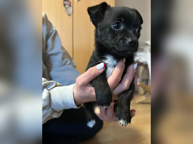 Odin, geboren 13.10.2025, 15cm sucht sein Körbchen