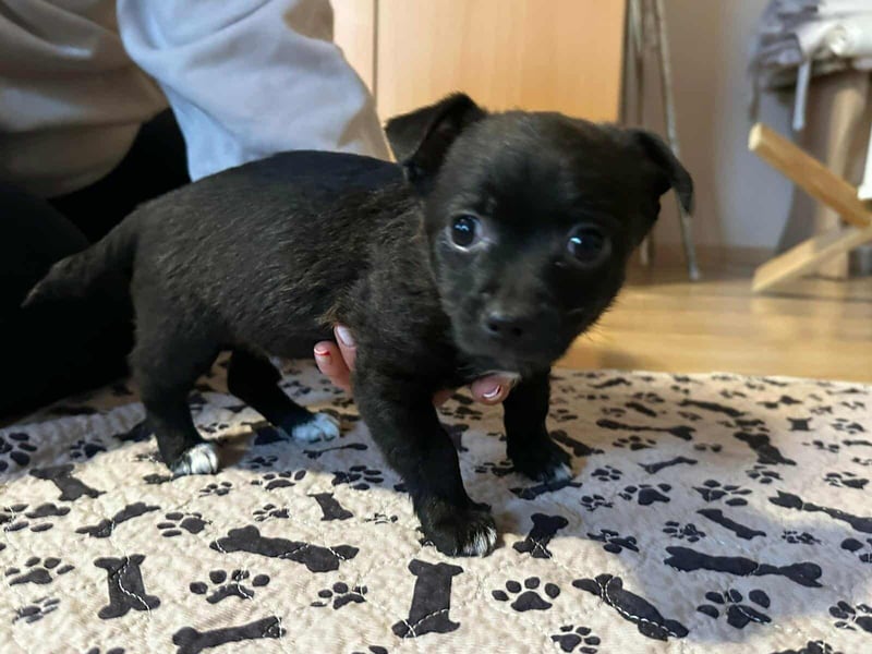 Odin, geboren 13.10.2025, 15cm sucht sein Körbchen