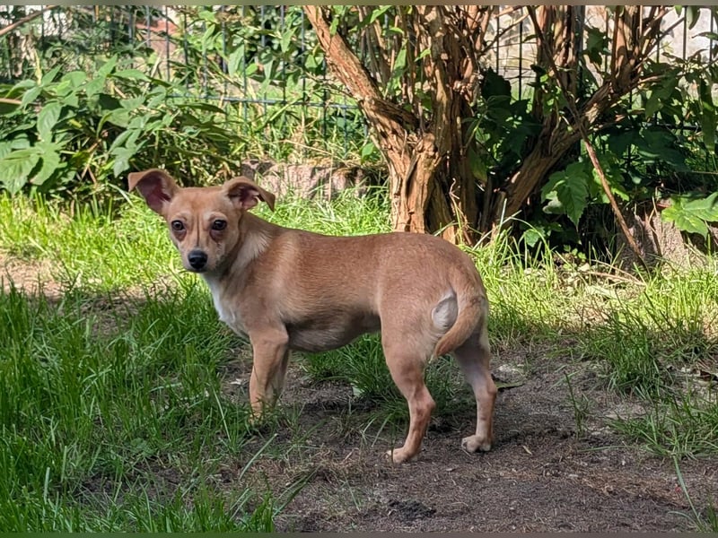 Pimpa, geboren 01.06.2025, 22cm sucht ihr Zuhause (Pflegestelle Deutschland)
