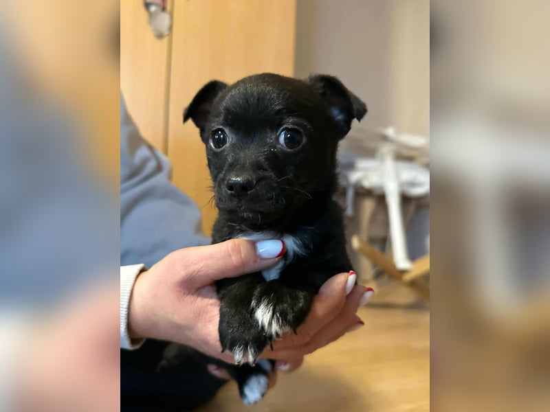 Odin, geboren 13.10.2025, 15cm sucht sein Körbchen