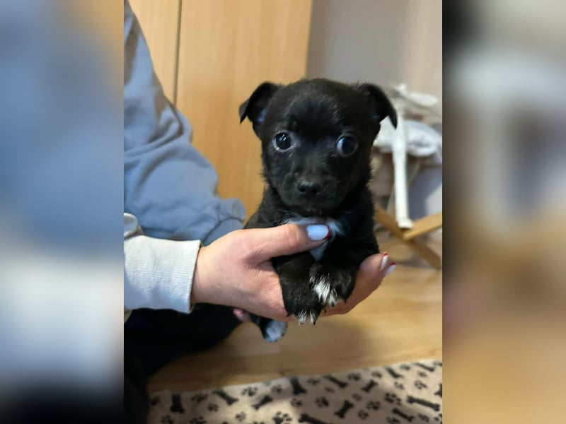 Odin, geboren 13.10.2025, 15cm sucht sein Körbchen