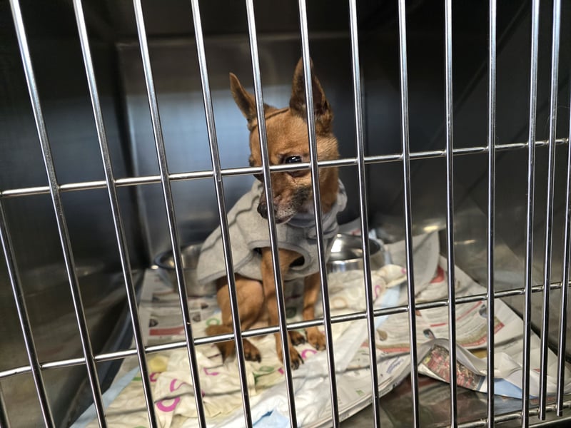 Piccolino: 2 Pfund voller Liebe