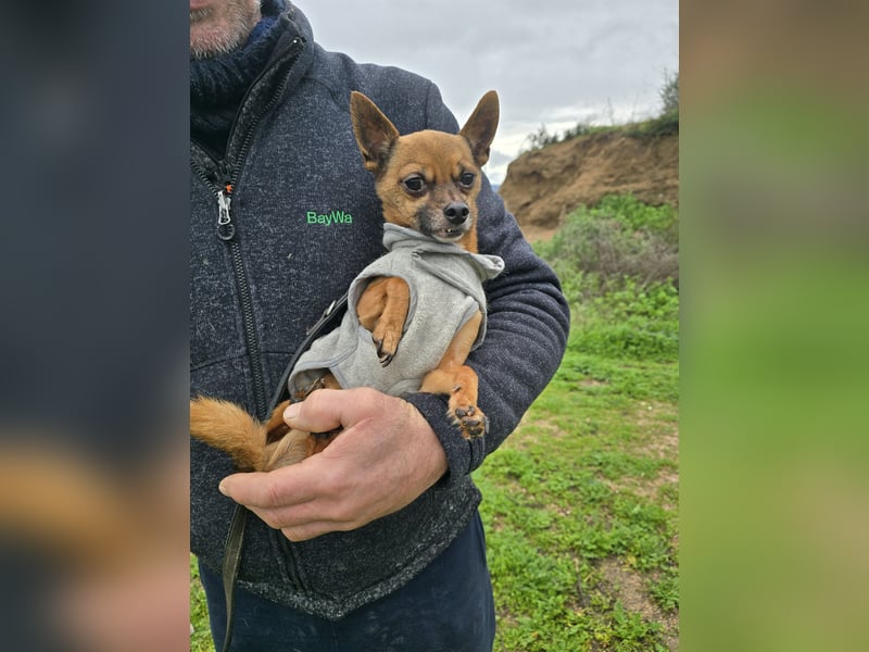 Piccolino: 2 Pfund voller Liebe