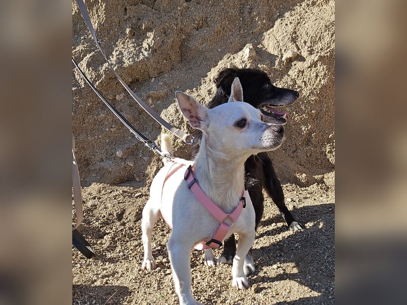 Mimmo und Mimma: zwei Zwerge auf dem Abstellgleis