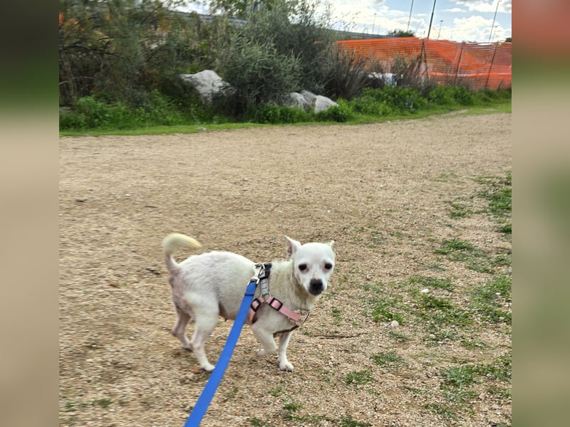 Mimma: vom Sofa ins Tierheim - und jetzt?