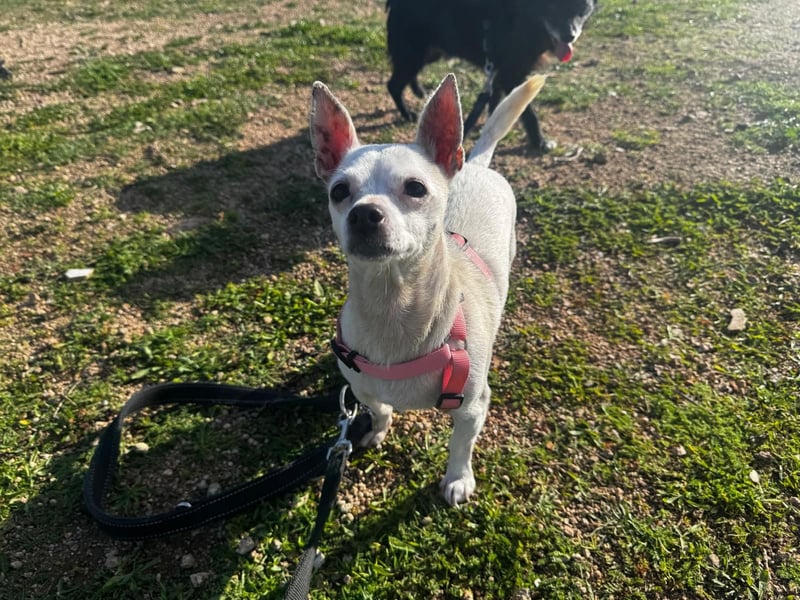 Mimma: vom Sofa ins Tierheim - und jetzt?