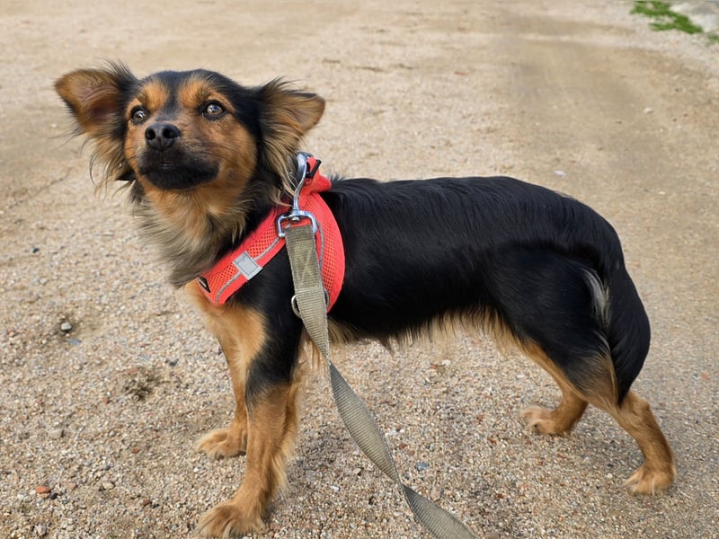 Pimpa: ein Sonnenschein auf 4 Pfoten