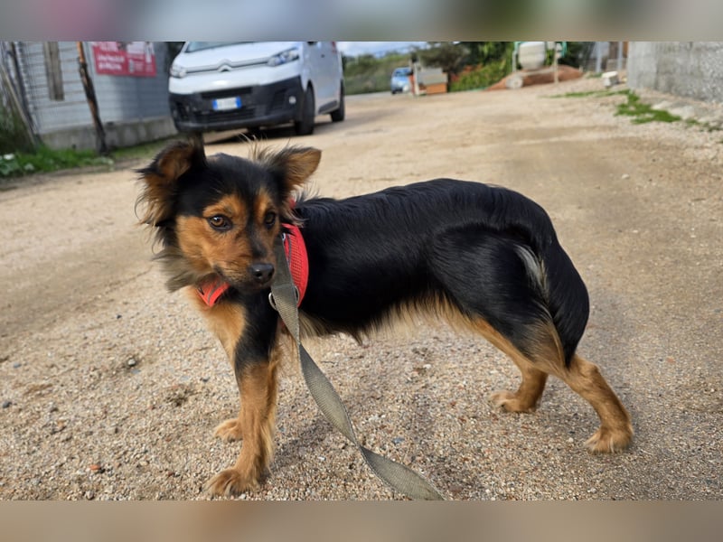 Pimpa: ein Sonnenschein auf 4 Pfoten