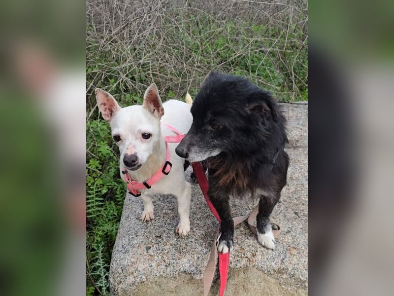 Mimmo und Mimma: zwei Micro-Schätze