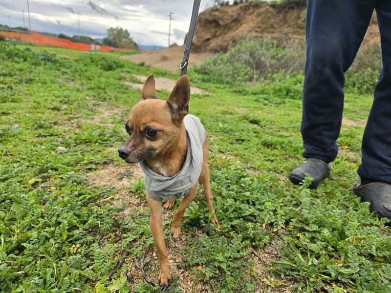 Piccolino: 2 Pfund voller Liebe