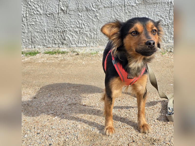 Pimpa: ein Sonnenschein auf 4 Pfoten