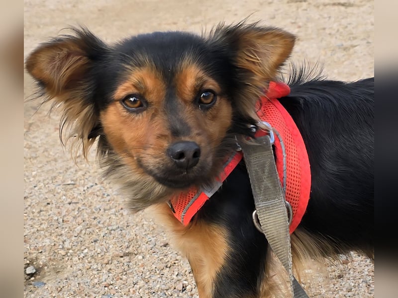 Pimpa: ein Sonnenschein auf 4 Pfoten