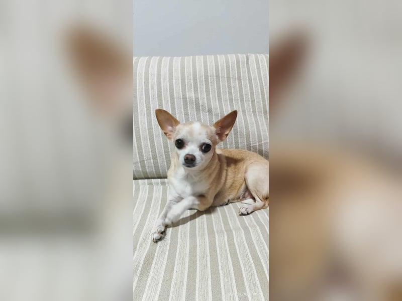 Chihuahua Dame Mila hofft auf ihr Glück
