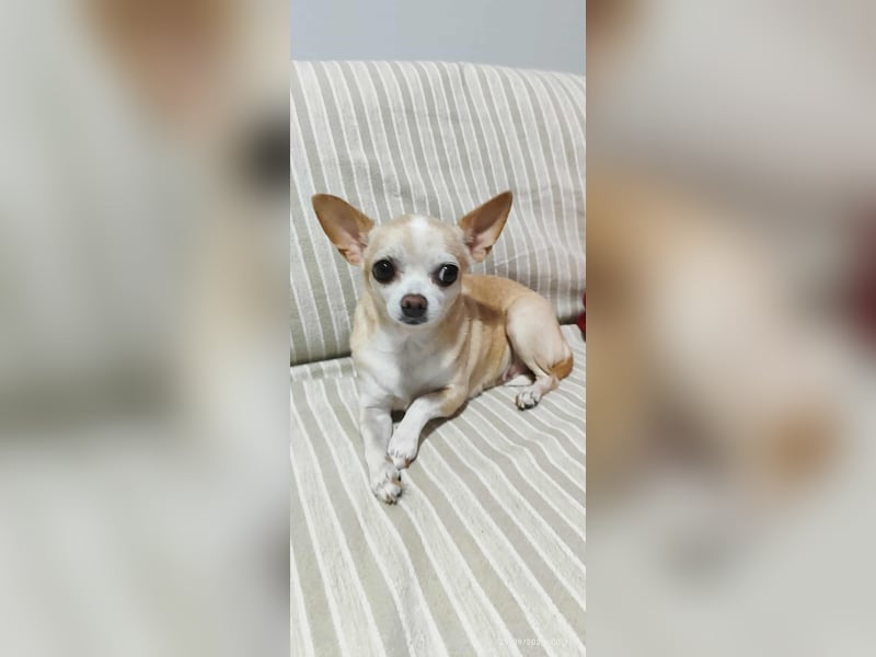 Chihuahua Dame Mila hofft auf ihr Glück